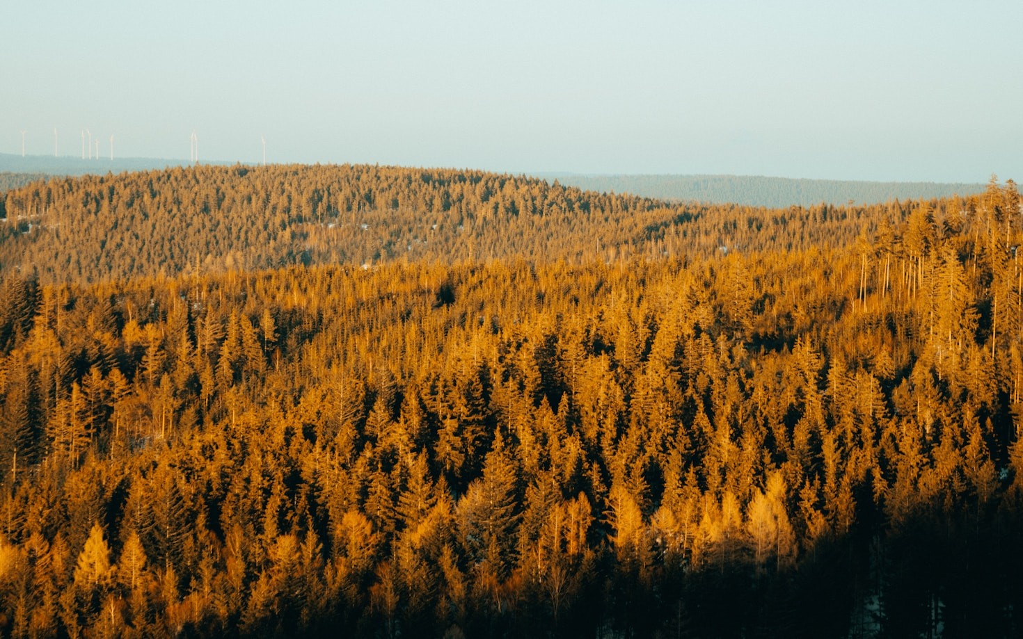 Wie man Mischwälder nachhaltig pflegt