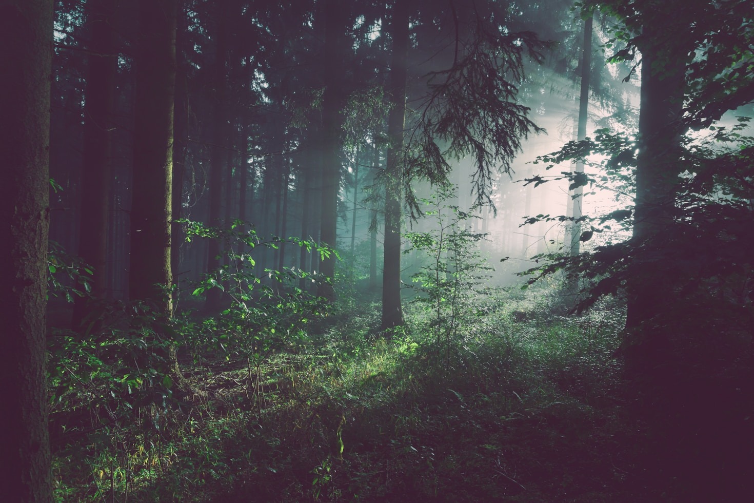 Die Bedeutung von Vielfalt in Mischwäldern