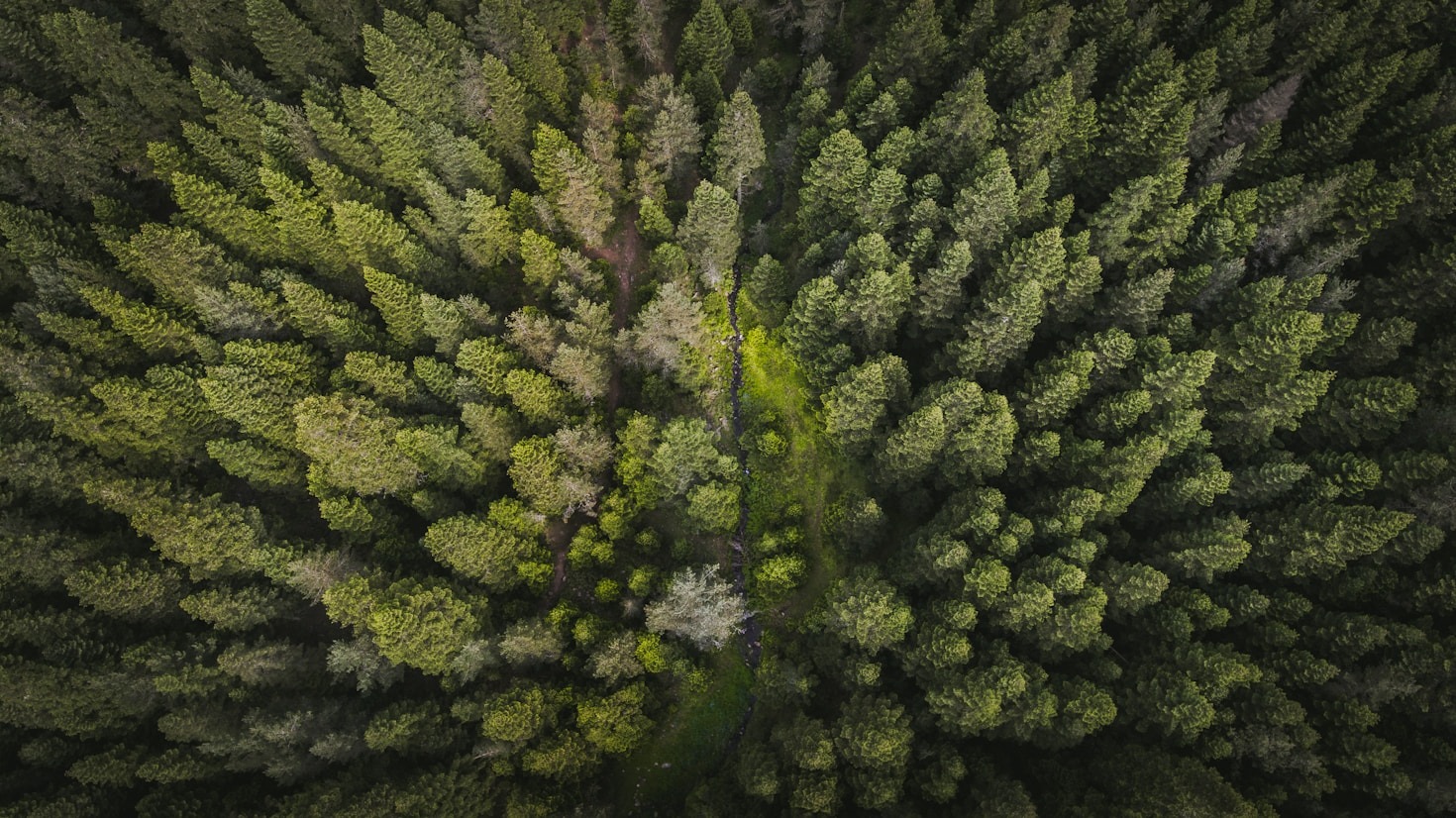 Naturschutz und Forstwirtschaft vereinen