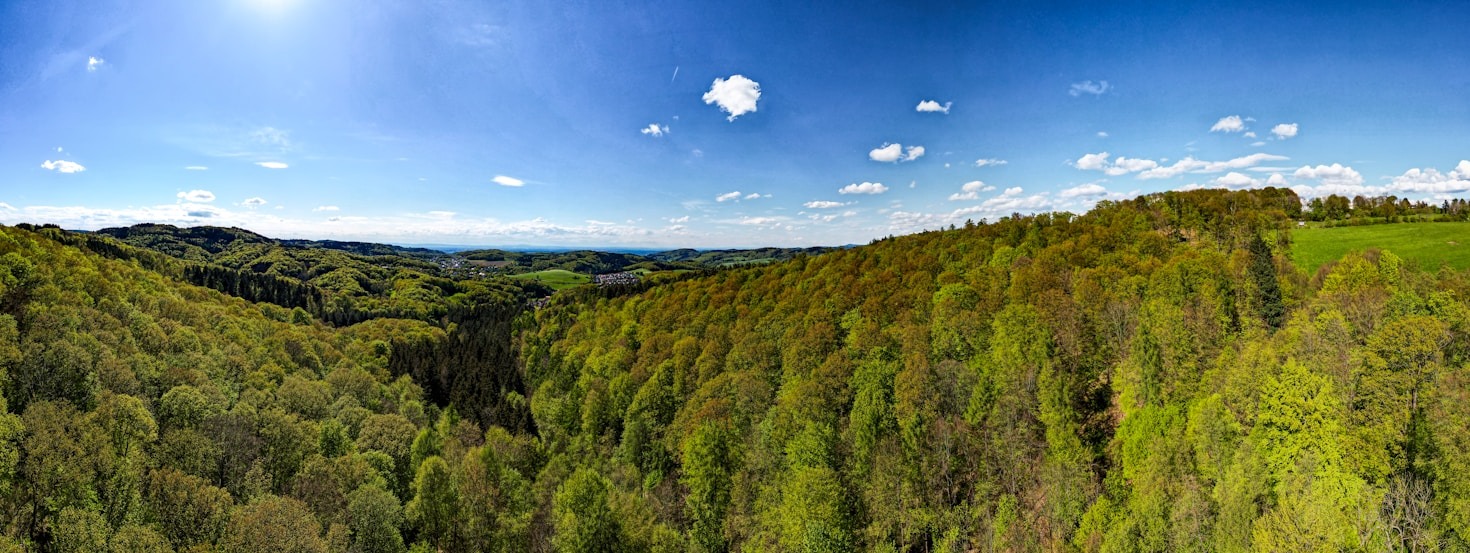 Private Wälder: Ein Leitfaden zur Pflege