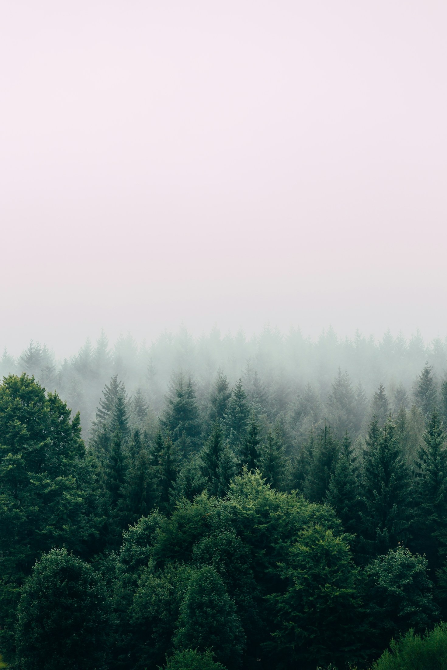 Praktische Tipps für Waldliebhaber